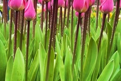 Keukenhof Tulip Garden