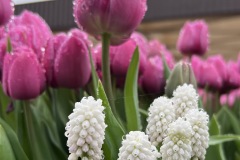 Keukenhof Tulip Garden